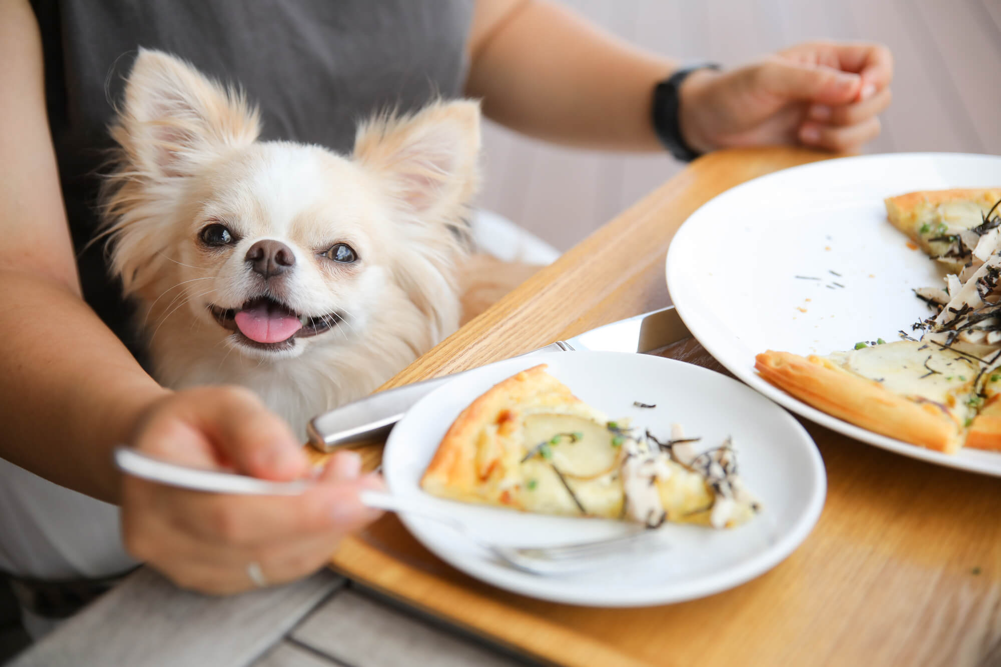 福井で雨でも犬連れで利用できる室内ドッグラン以外の施設4選